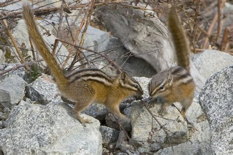 Chipmunks and the Art of Divination: A Spiritual Connection
